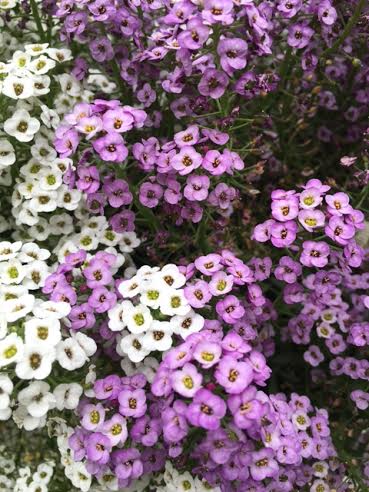 summer alyssum