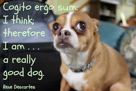 Val. cognito ergo sum. valentino